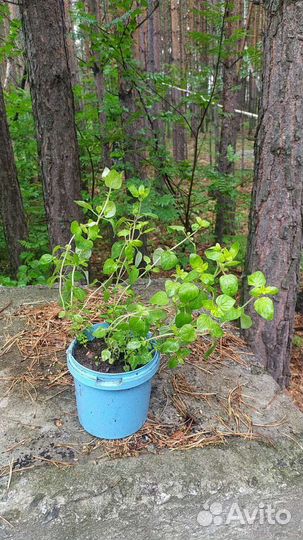 Душица -шикарный куст на посадку, срезка д/чая