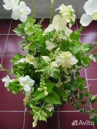 Комнатные цветы