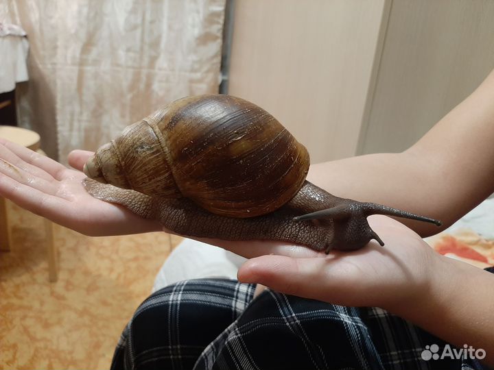 Улитка архахатина овум