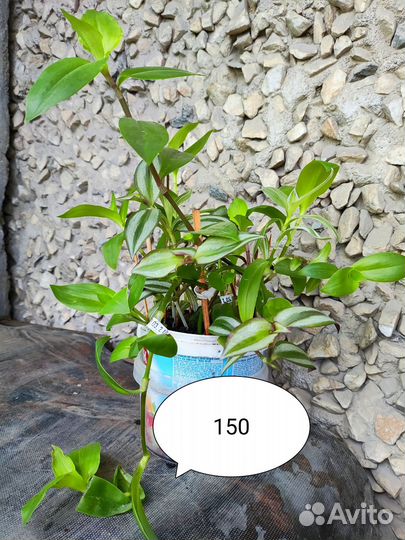 Традесканция