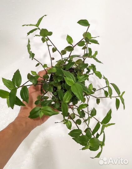 Традесканция разные виды