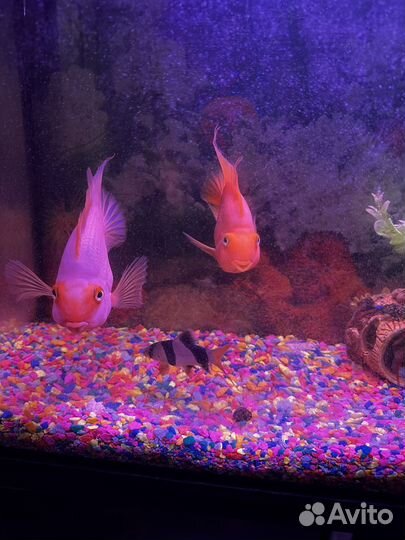 Аквариум с тумбой без рыб