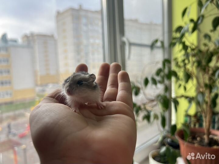 Джунгарский хомяк