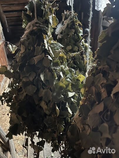 Продам березовые веники