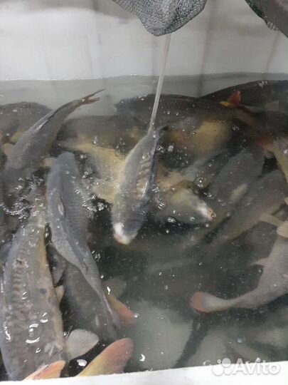 Карп,карась,раки
