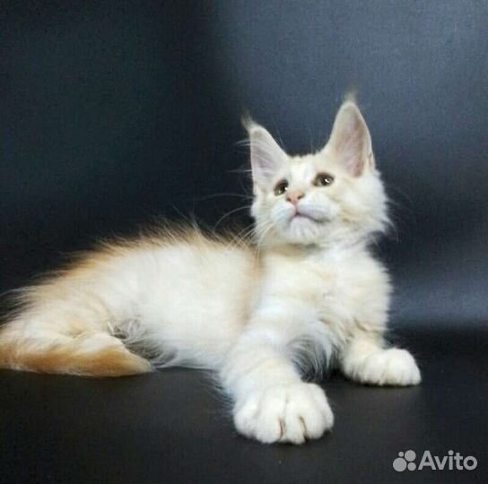 Мейн кун кот ds23 серебряный мальчик