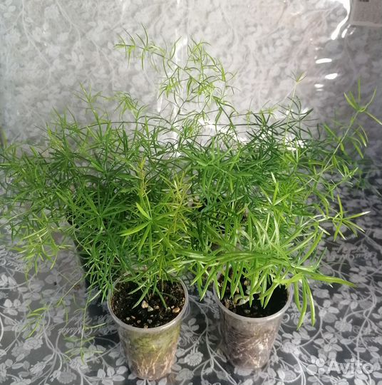 Аспарагус шпренгера