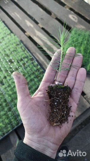 Сеянцы сосны обыкновенной зкс