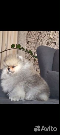 Померанский шпиц