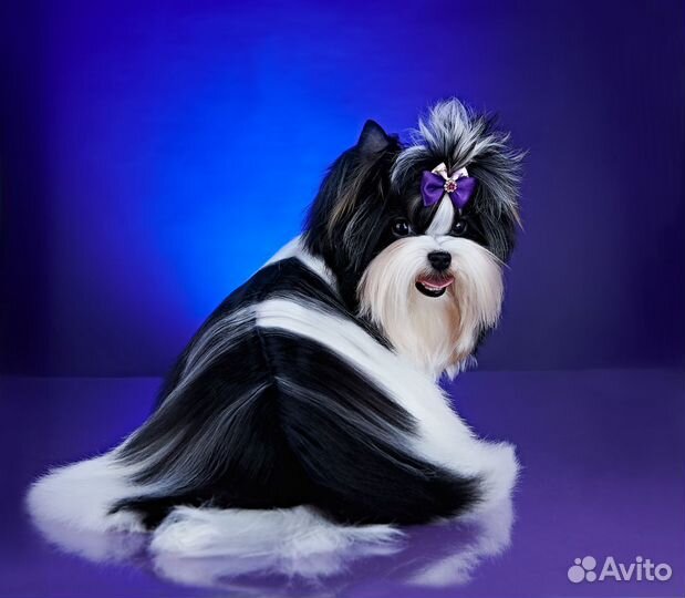 Бивер вязка Кобель 2.2кг. Любвеобильный, опытный