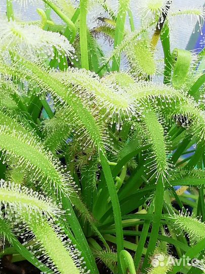 Хищные растения