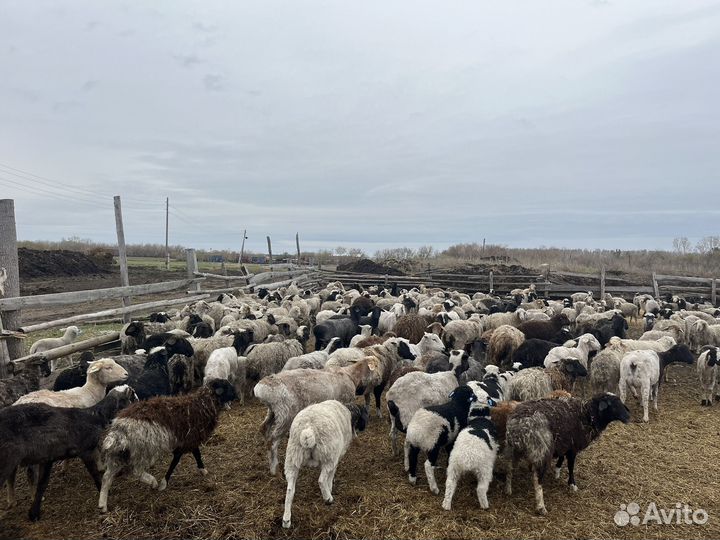 Овцы бараны матки ягнята