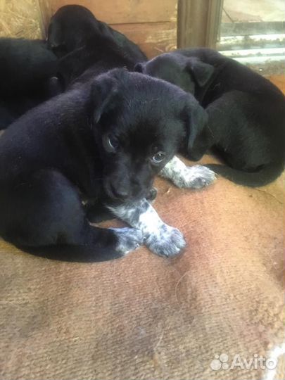 Собака в добрые руки щенок-метис, 2мес., девочки