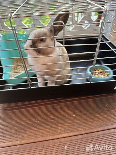 Декоративный кролик в добрые руки