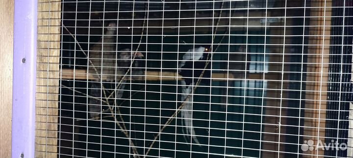 Серебряный фазан