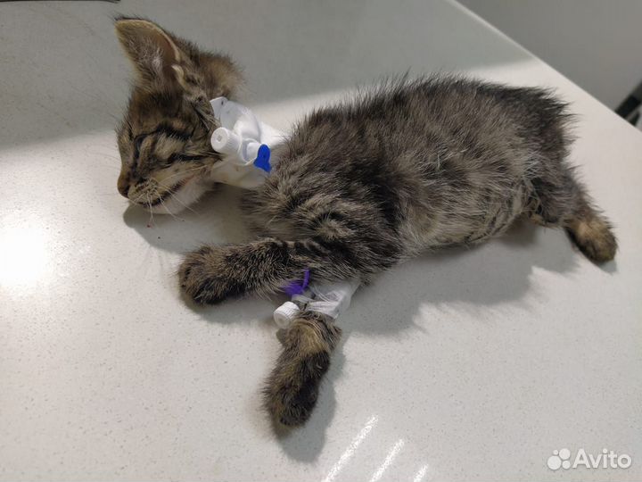 Ветеринар врач на дом Красногорск