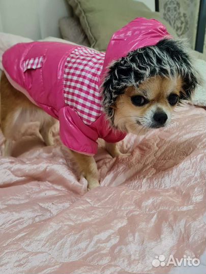 Куртка для маленькой собаки