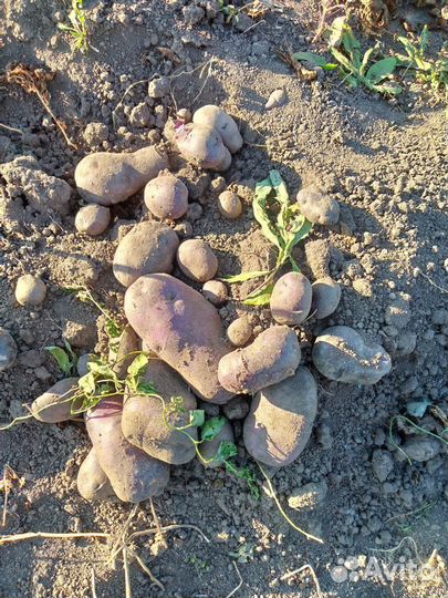 Сортовой картофель Уника, Шарвари Пирошка и др