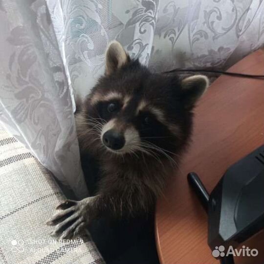 Енот полоскун