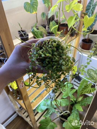 Эпипремнум пиннатум вариегатный