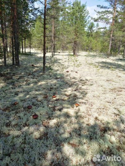 Исландский мох (Мох Оленьи рога )