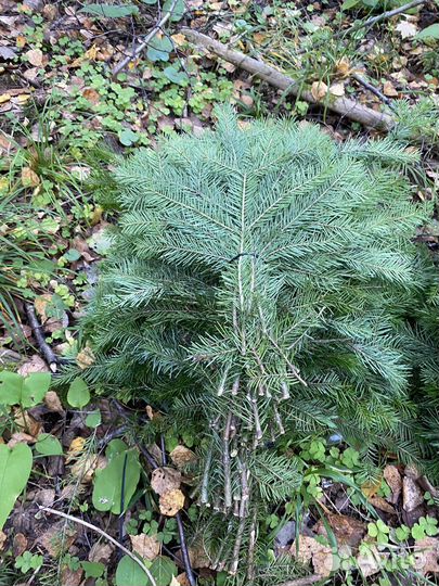 Пихтовые веники для спа и бани