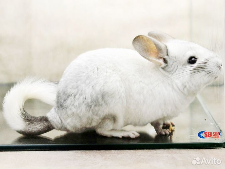 Шиншилла Белый вильсон