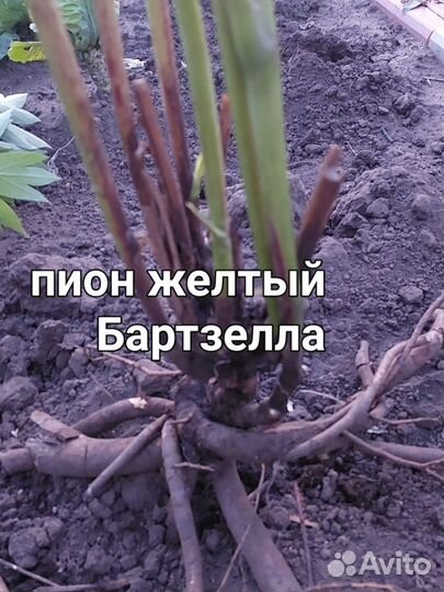 Пионы гибрид Ито- бартзелла