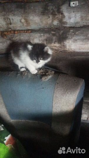 Котята