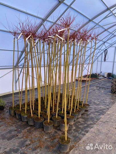 Ива Хакура Нишики штамб 100-200 см