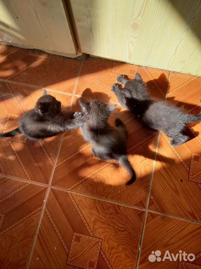 Котята крысоловы в дар