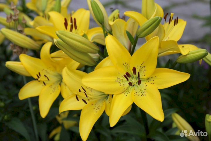 Лилия саженцы Йеллоу Пауэр