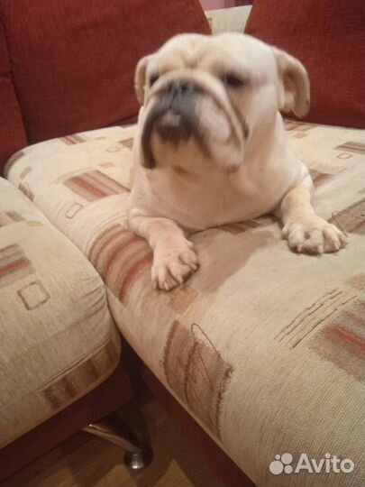 Девочка Английский Бульдог