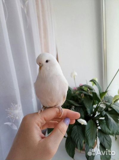 Волнистый попугай чех с клеткой