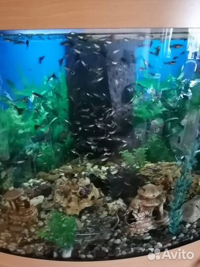 Аквариумные рыбки гуппи