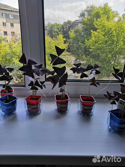 Кислица бордовая