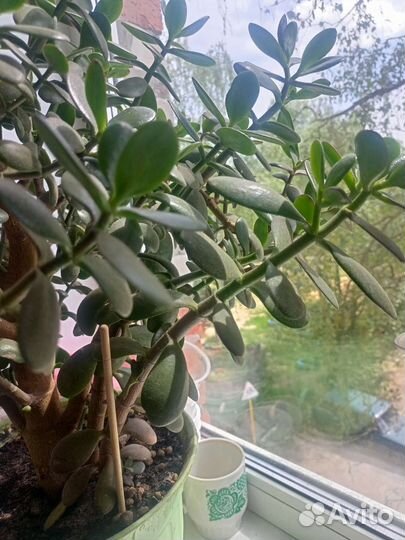 Домашние цветы