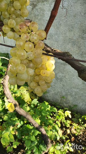 Укоренённые черенки и саженцы винограда