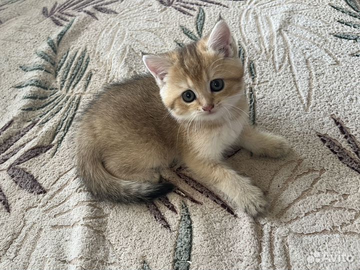 Продажа британских золотых шиншилл