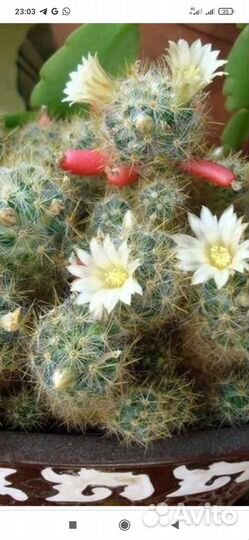 Кактус цветущий, мамилярия