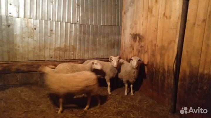 Овцы бараны