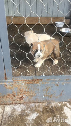 Продам щенков Алабай (девочки)