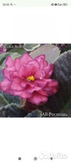 Сортовые фиалки