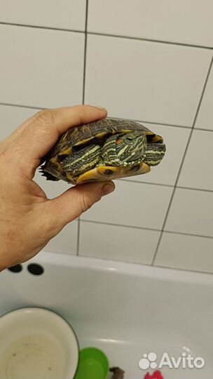 Черепаха красноухая