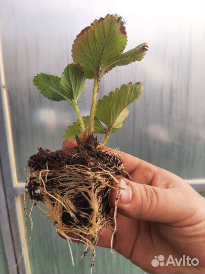 Саженцы клубники