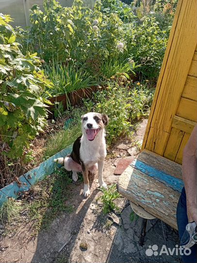 Собака в добрые руки