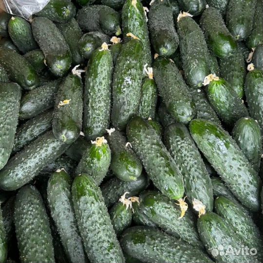 Огурцы оптом
