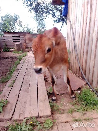 Телочка джерсейская