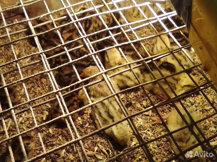 Перепелята