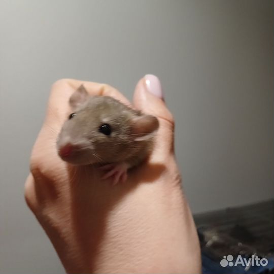 Крыса дамбо голубая